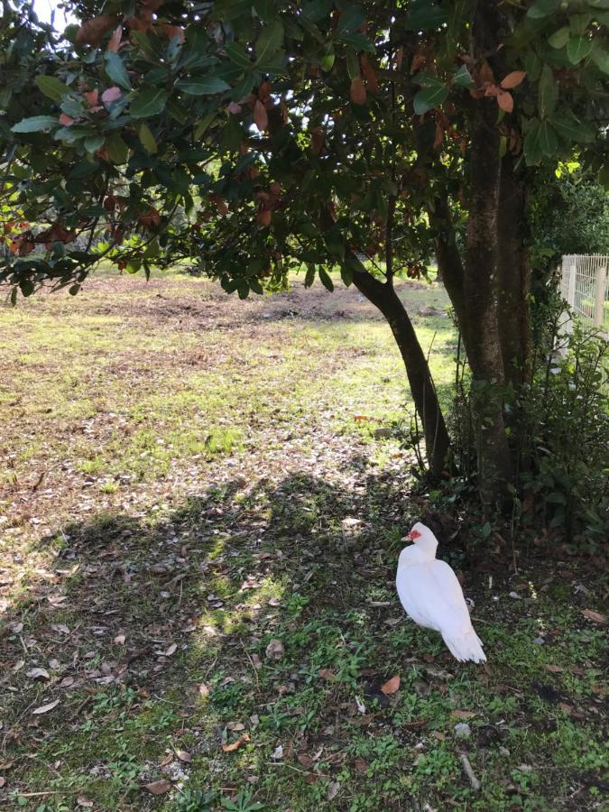Etno Village Mihailovic II Herceg Novi Eksteriør billede